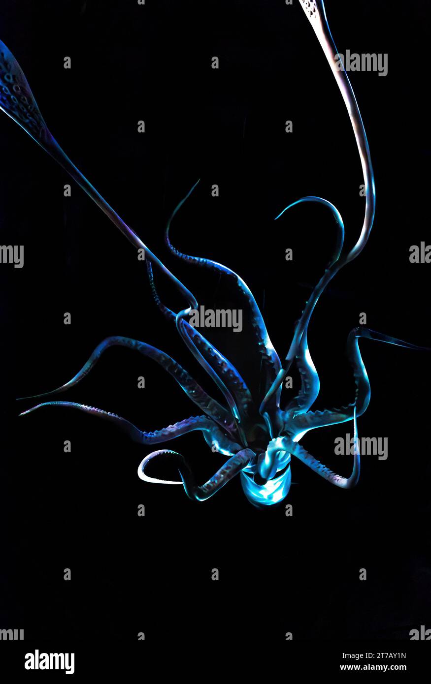 Un calamaro gigante illuminato che nuota nelle acque scure del mare del Camerun Foto Stock