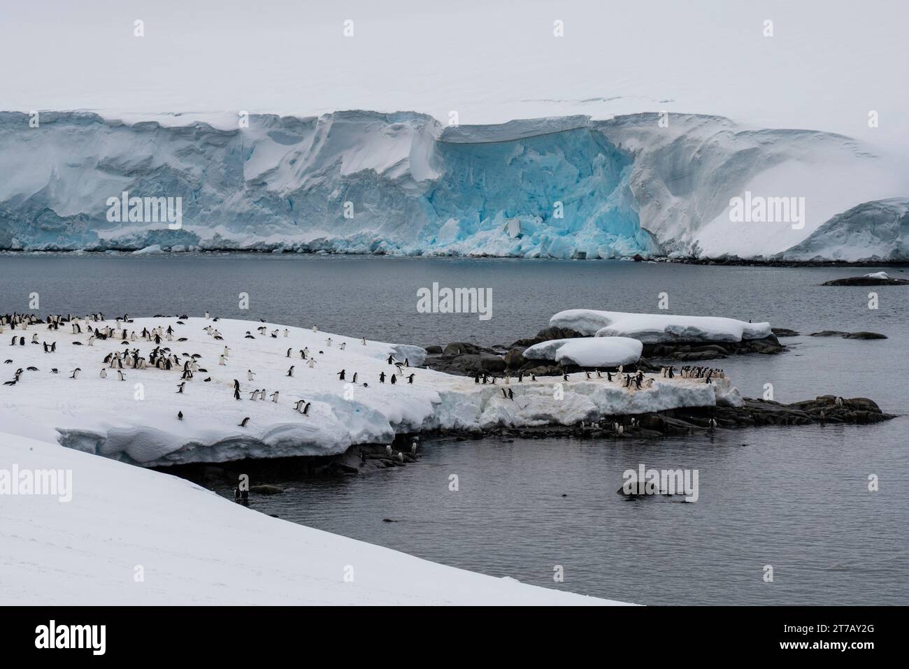 Colonia di pinguini Gentoo (Pygoscelis papua), Damoy Point, Wiencke Island, Antartide. Foto Stock