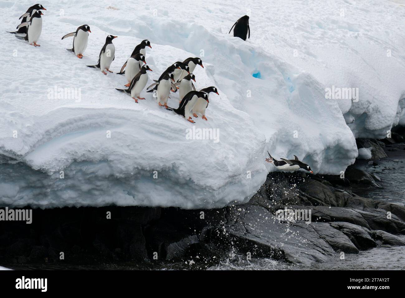Pinguini Gentoo (Pygoscelis papua) che saltano in acqua, Damoy Point, Wiencke Island, Antartide. Foto Stock