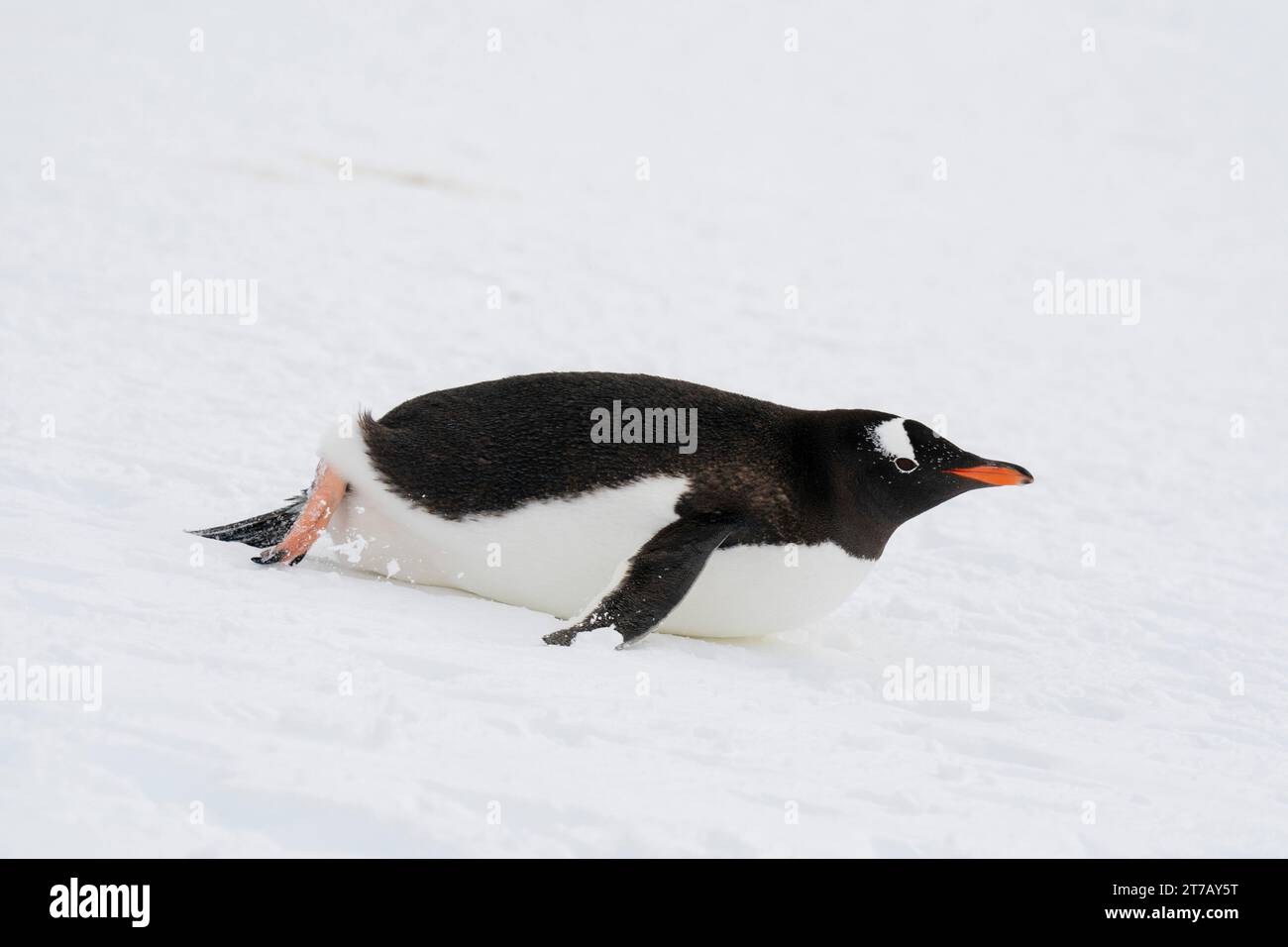 Pinguino di Gentoo (Pygoscelis papua) toboga, Damoy Point, Wiencke Island, Antartide. Foto Stock
