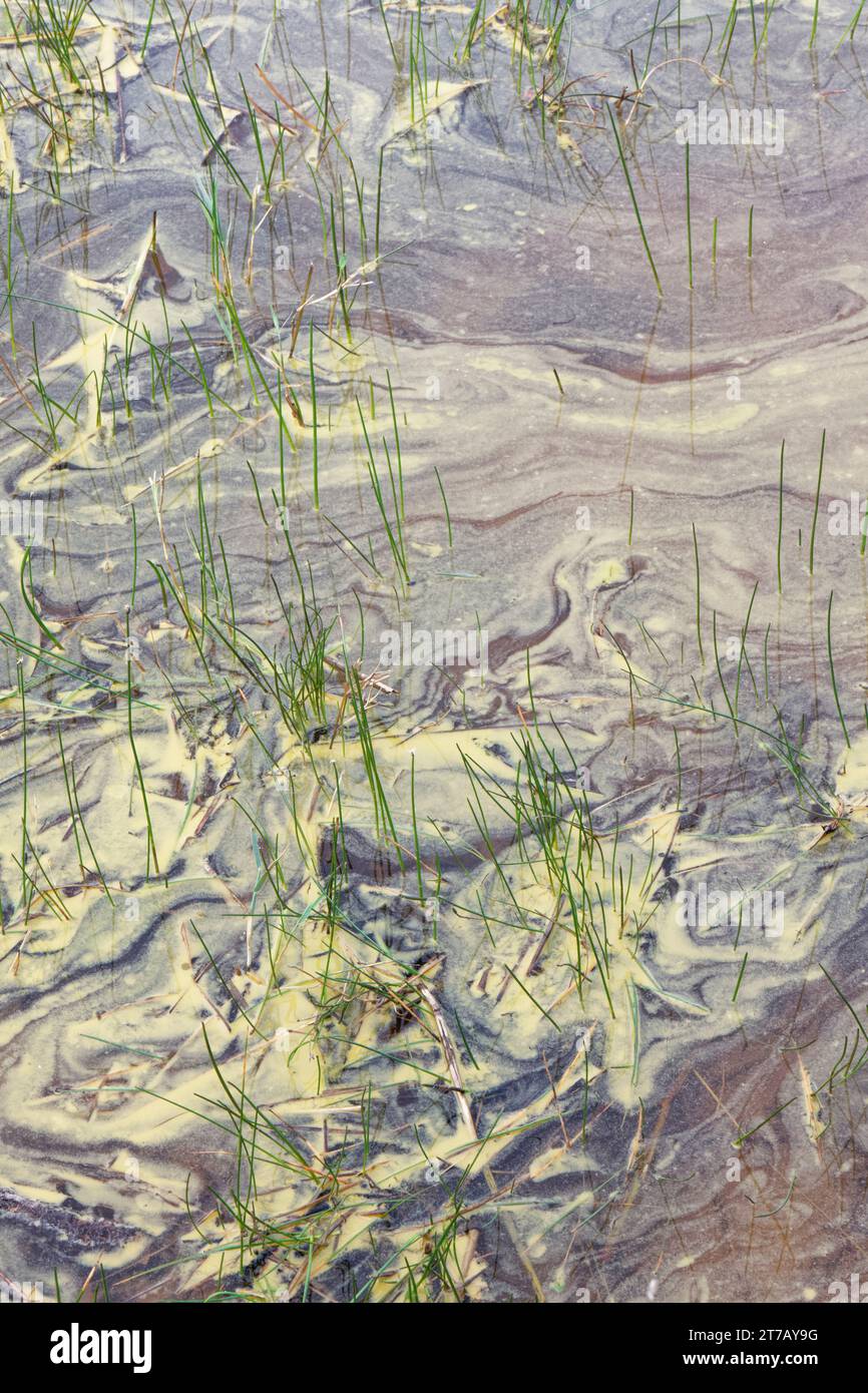 Alghe blu-verdi (Cyanobacteria) che fioriscono nelle acque di una laguna costiera che suggerisce arricchimento di nutrienti, Dorset, Regno Unito, settembre. Foto Stock