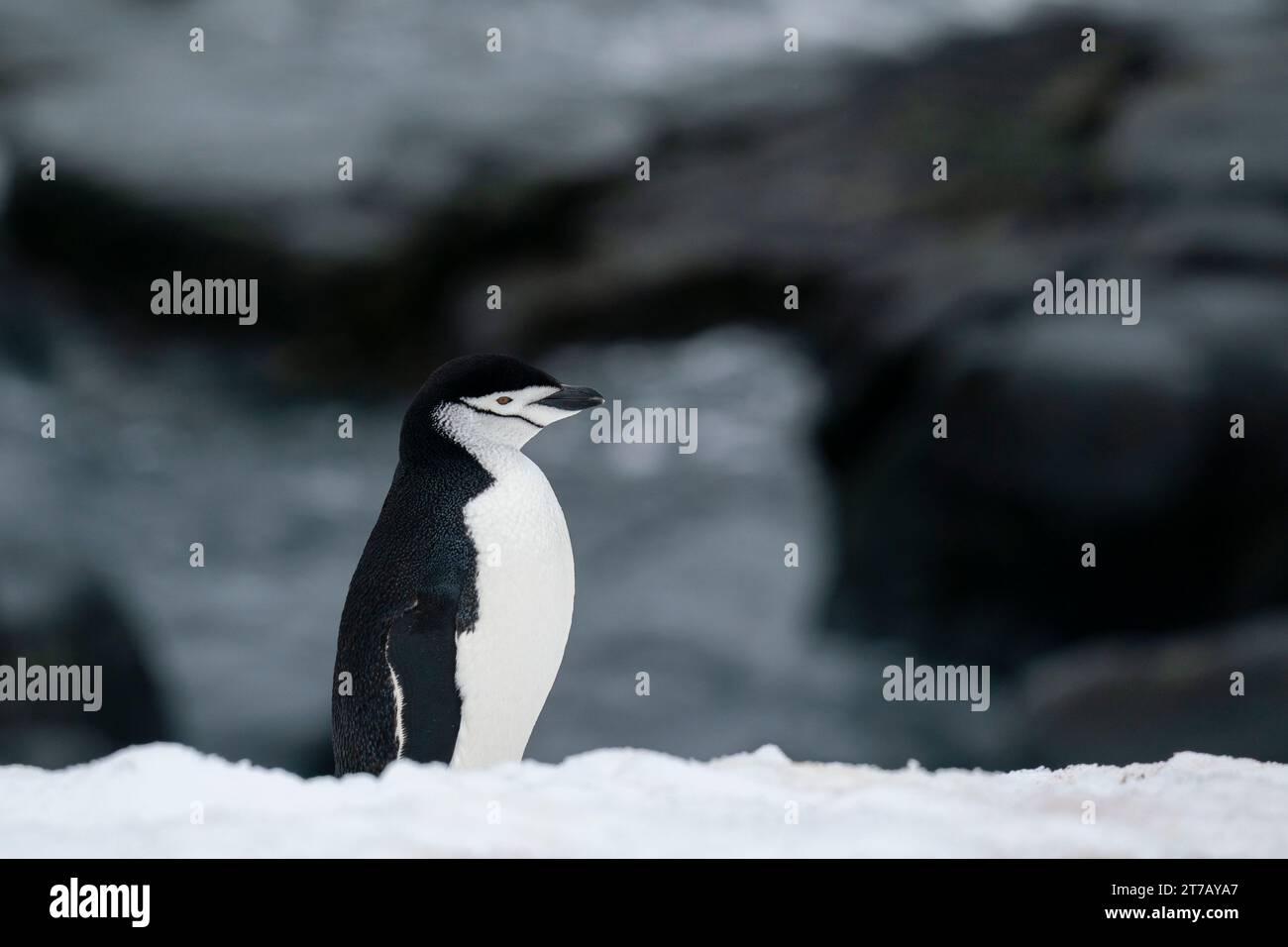 Pinguino Chinstrap (Pygoscelis antarcticus), Isola Half Moon, Antartide. Foto Stock