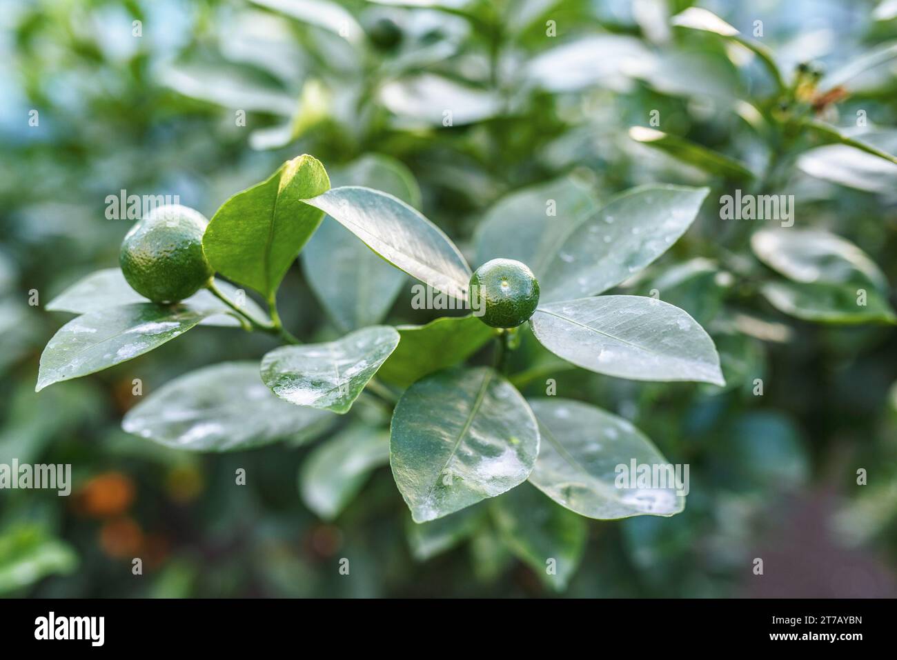 Il lime chiave è una specie di agrumi con un frutto globoso, che è giallo quando maturo ma di solito raccolto verde commercialmente. Foto Stock