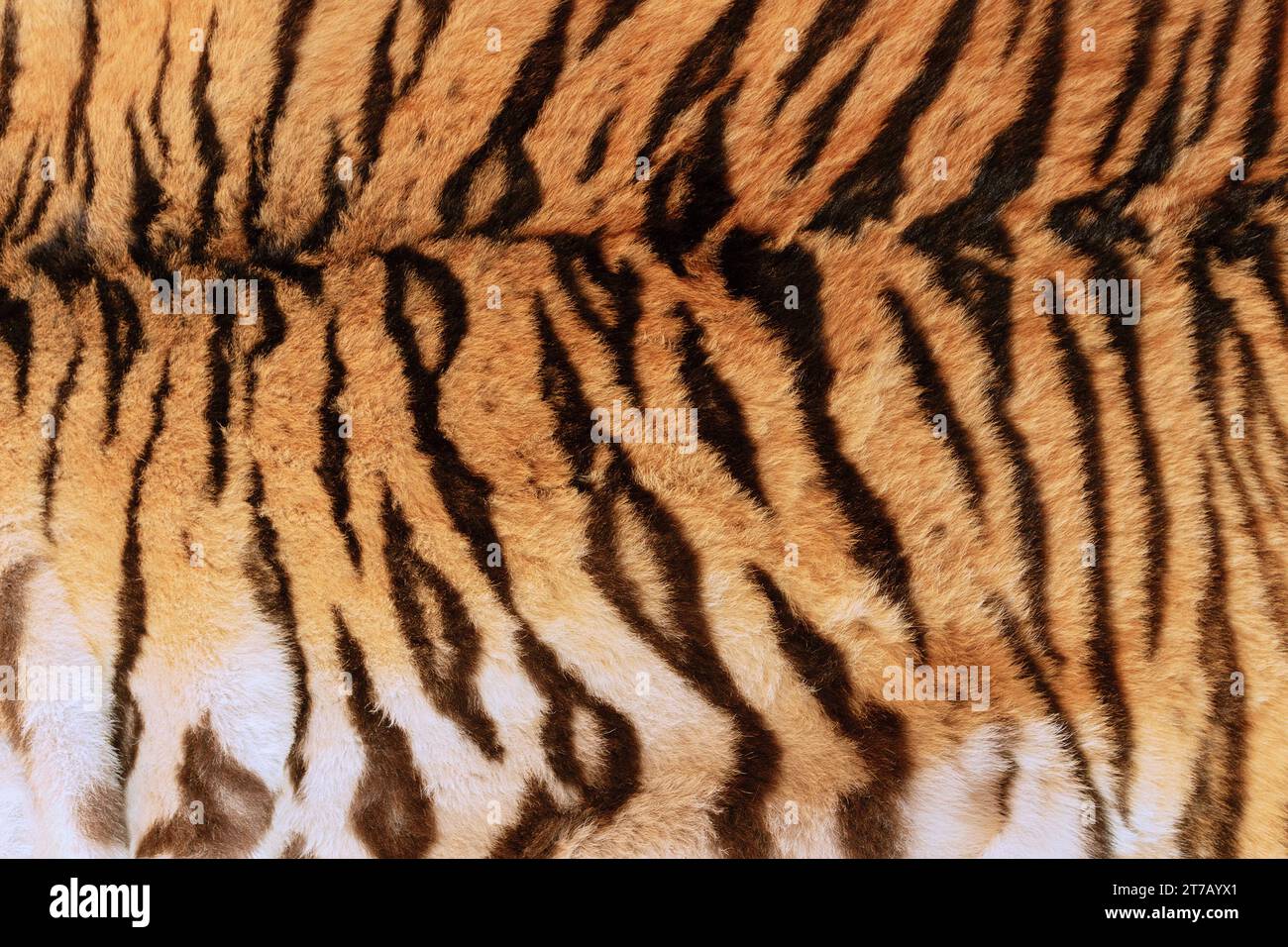 vera texture della pelle di tigre, sfondo animaletto per il tuo progetto Foto Stock