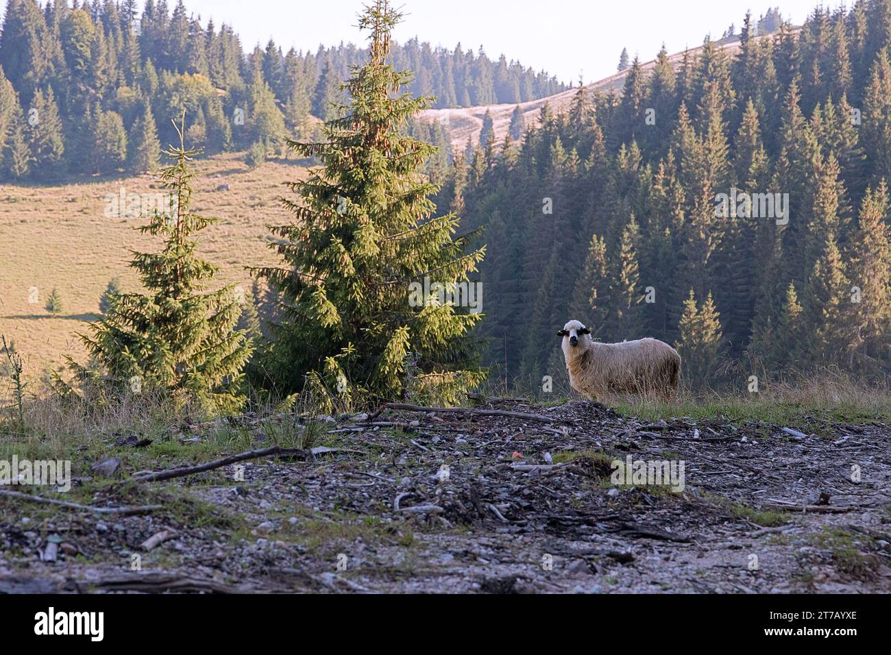Pecore in ambiente montano naturale; nei monti Apuseni gli animali sono semi-ferrali, vivono in un habitat naturale pieno di foreste e grandi radure Foto Stock