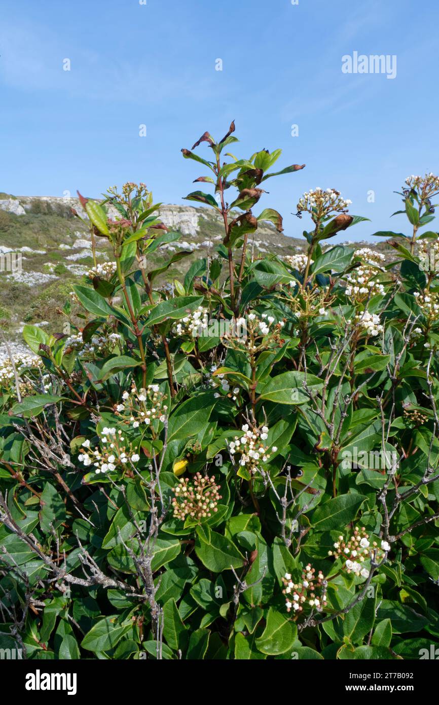 Laurustinus (Viburnum tinus) una fuga in giardino di origine mediterranea, fiorita in densi grumi sulle rocce costiere, Isola di Portland, Regno Unito, ottobre. Foto Stock