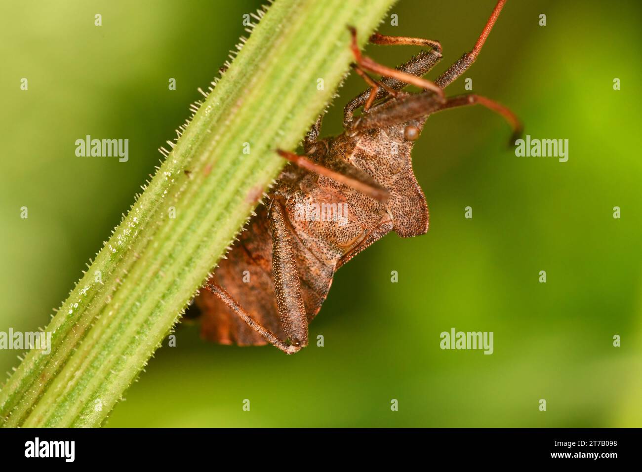 Coreidae, insetti, macrofotografia Foto Stock