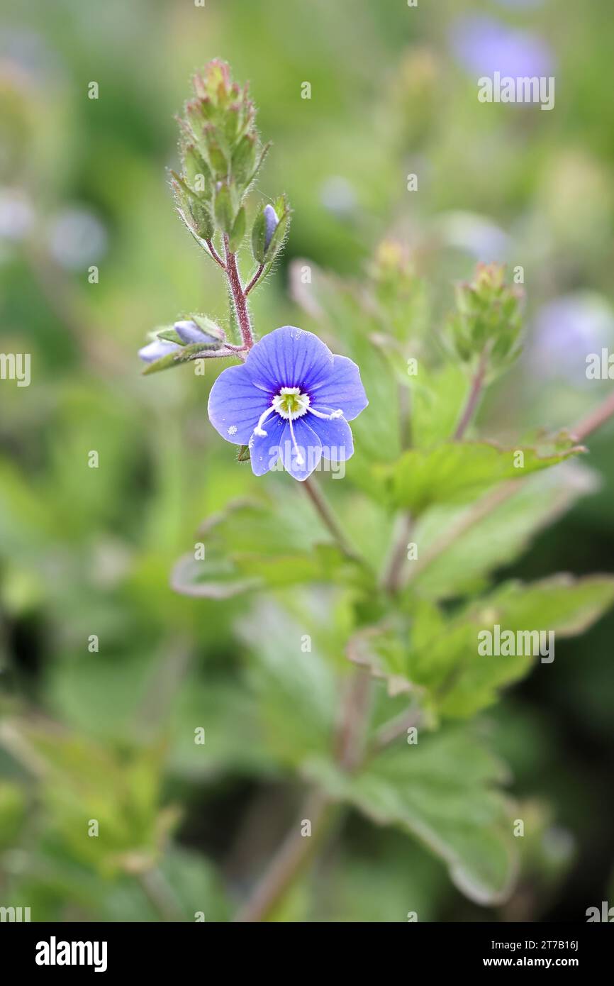 Veronica chamaedrys, comunemente nota come Germander speedwell o Bird’s-Eye speedwell, pianta a fiore selvatico finlandese Foto Stock