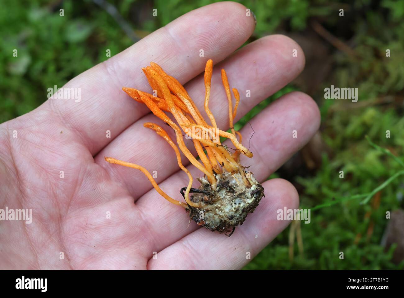 Cordyceps militaris, comunemente noto come Scarlet Caterpillar Club, fungo entomopatogeno dalla Finlandia Foto Stock