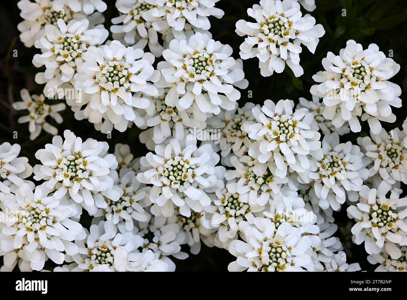 Iberis sempervirens, l'Evergreen candytuft o perenne candytuft, un fiore primaverile Foto Stock