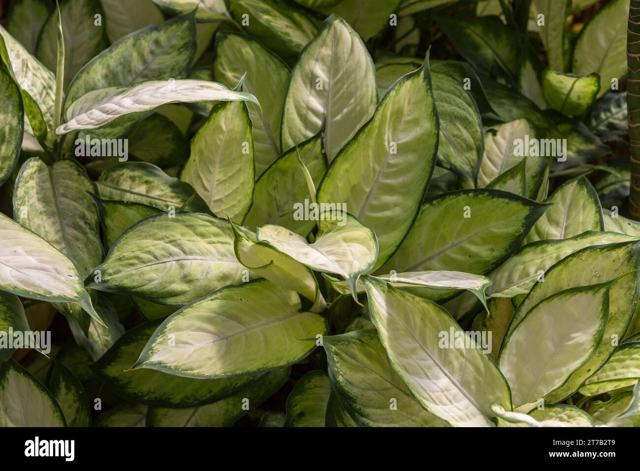 Sfondo vegetale tropicale esotico. Foglie di colore verde chiaro e scuro. Giardino botanico Queen Sirikit Chiang mai, Thailandia. Foto Stock