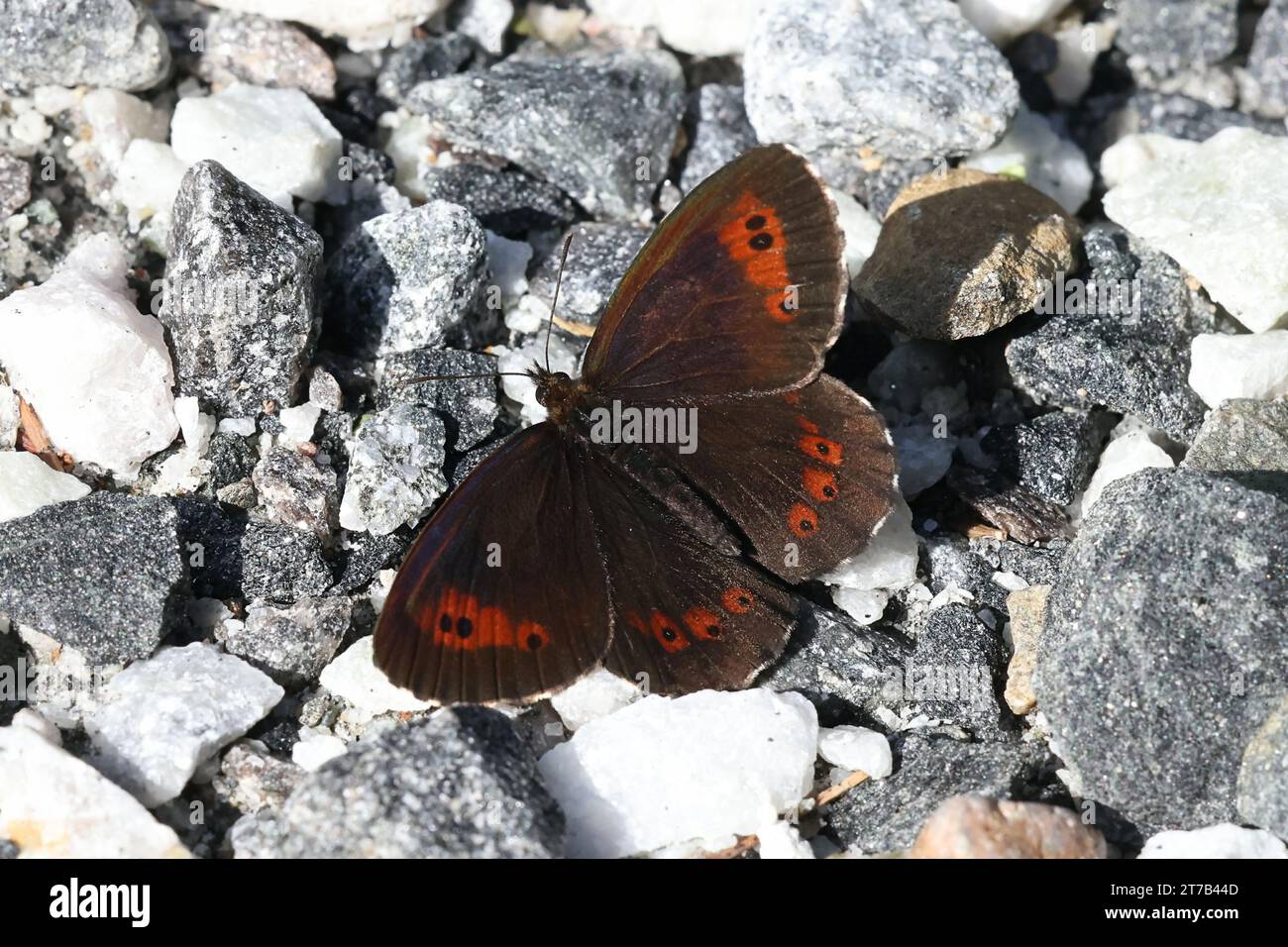 Erebia ligea, comunemente conosciuta come Arran Brown, una farfalla di boccoli dalla Finlandia Foto Stock