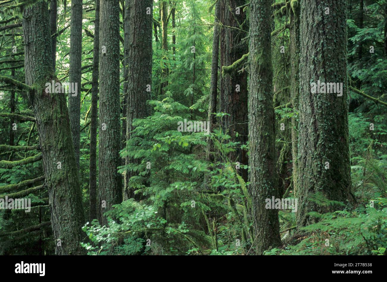 Antica foresta lungo il vecchio crescita Trail Ridge, Eugene District Bureau of Land Management, Oregon Foto Stock