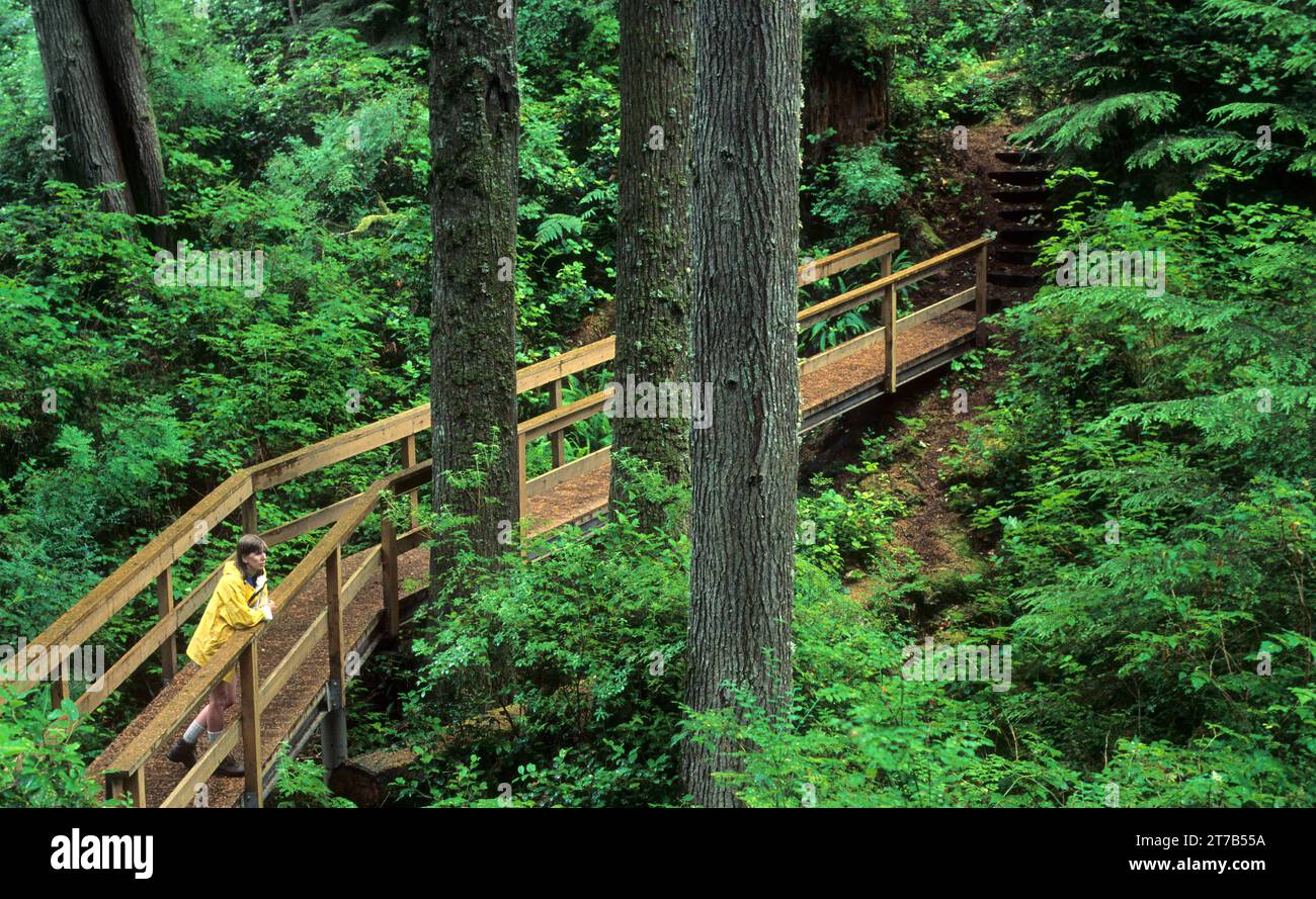 Foresta di abeti rossi di Sitka (Picea sitchensis), Mike Miller Educational Trail, Newport, Oregon Foto Stock