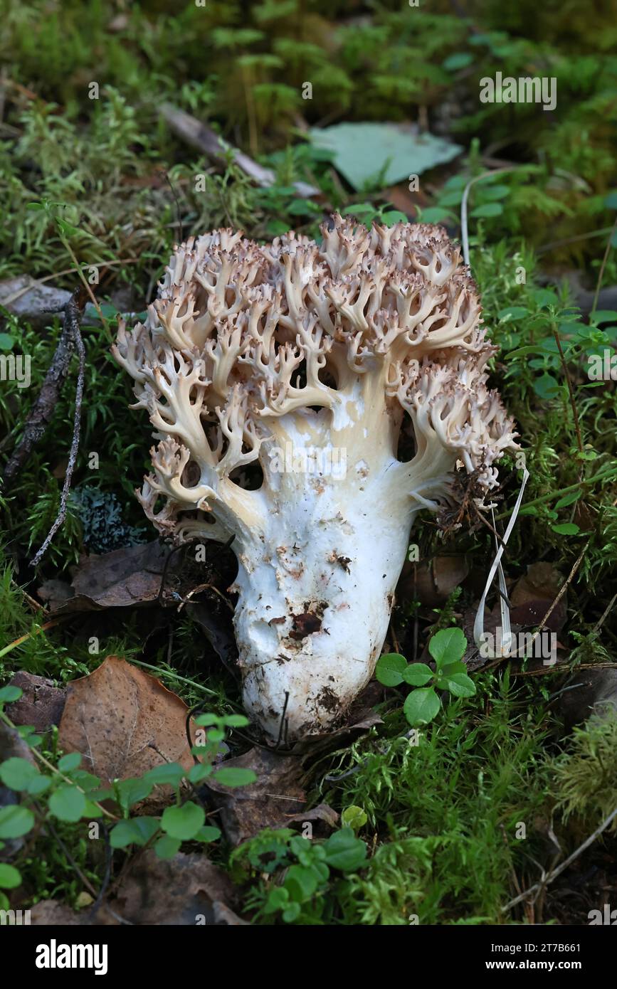 Ramaria botrytis, comunemente noto come il corallo raggruppato, il fungo corallino con punta rosa, o il corallo cavolfiore, fungo selvatico dalla Finlandia Foto Stock