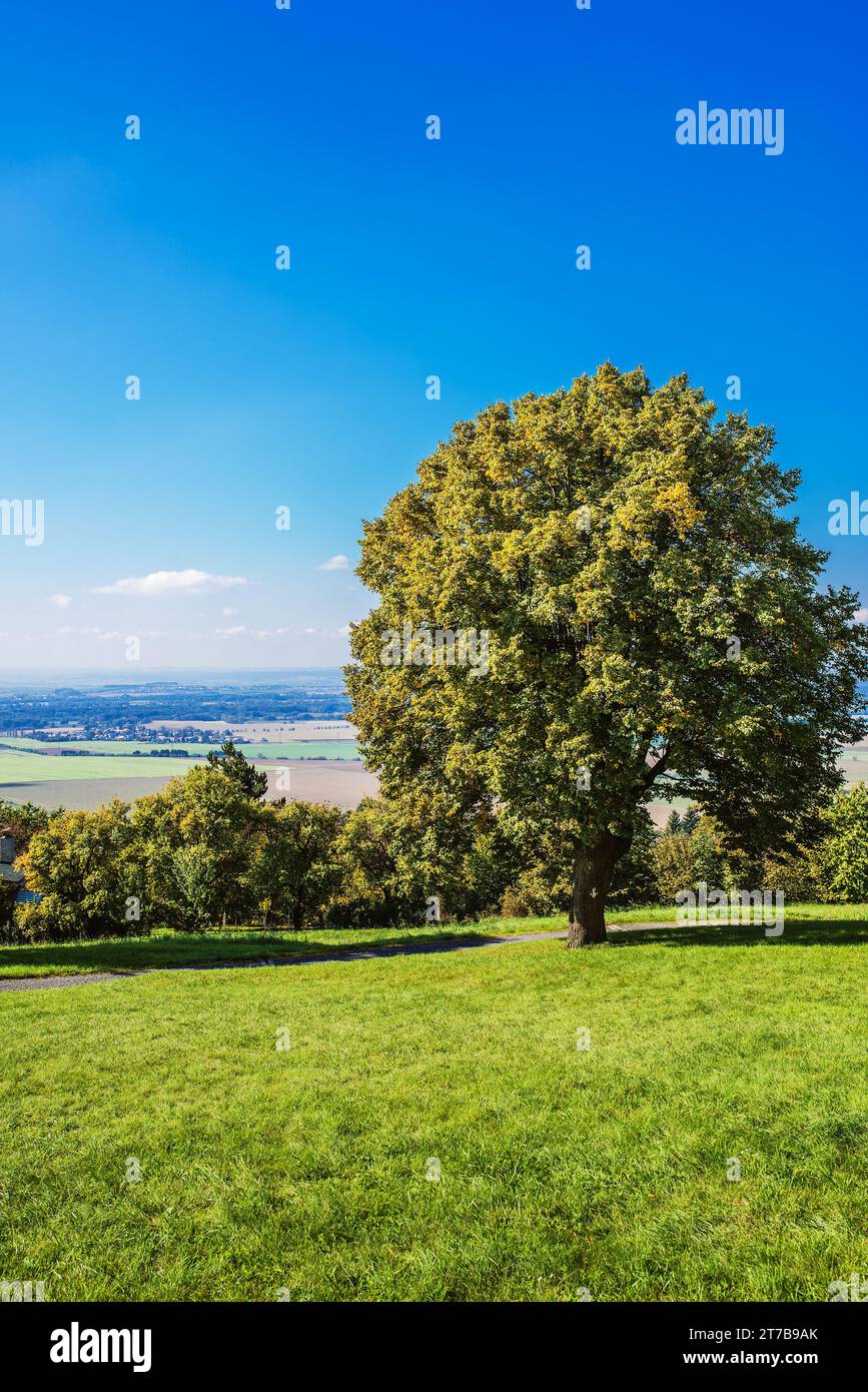 Campagna con un albero che si trova da solo nell'Europa orientale. Foto Stock