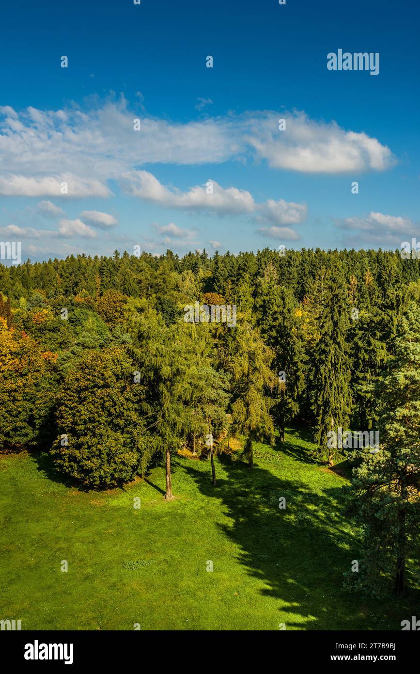 Sgomberare nei boschi dell'Europa orientale. Foto Stock