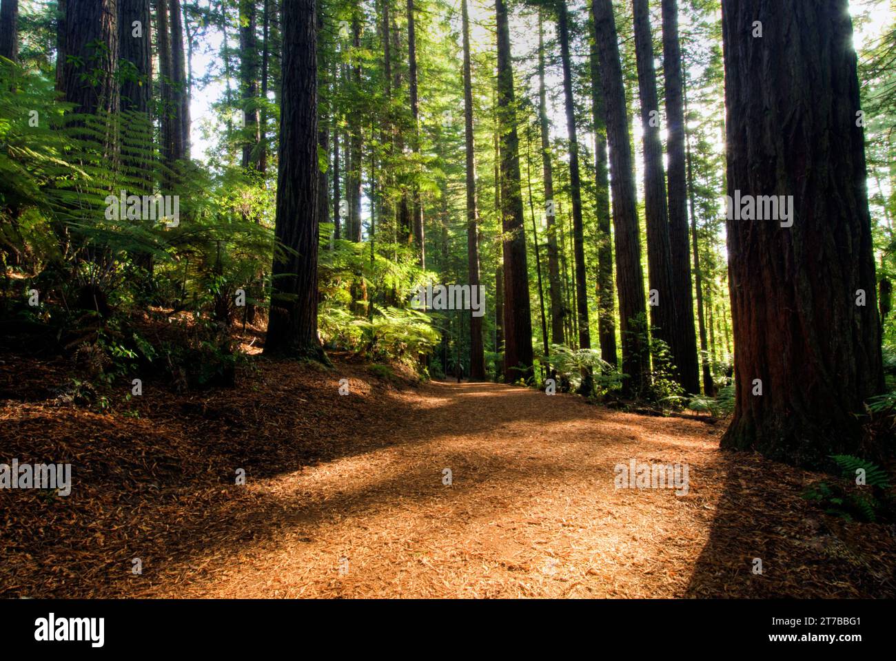 Passeggiata nella foresta di sequoie nella foresta di Whakarewarewa a Rotorua, North Island, nuova Zelanda Foto Stock