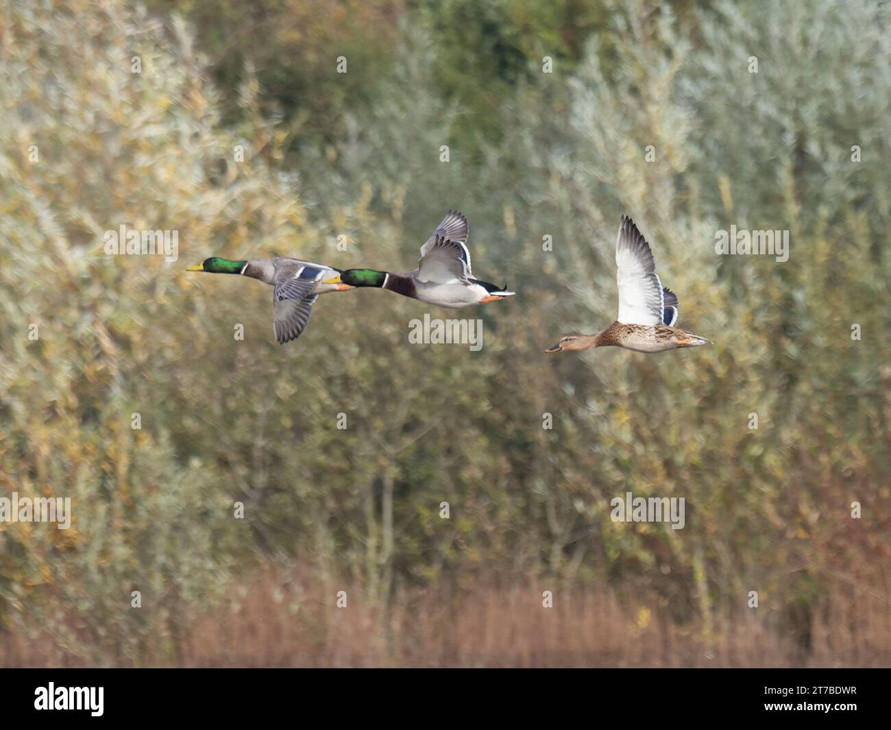 Tre anatre Mallard, Anas platyrhynchos, in volo con alberi sullo sfondo. Foto Stock