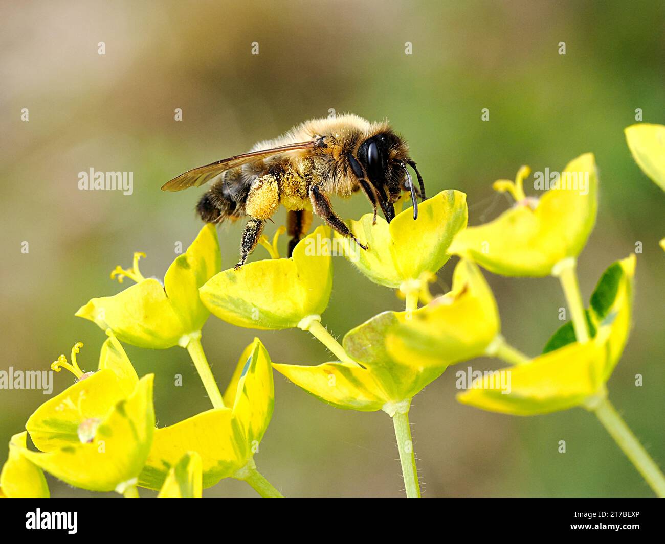 Macro di api da miele (Apis) che si nutrono di un fiore giallo di euforbia Foto Stock