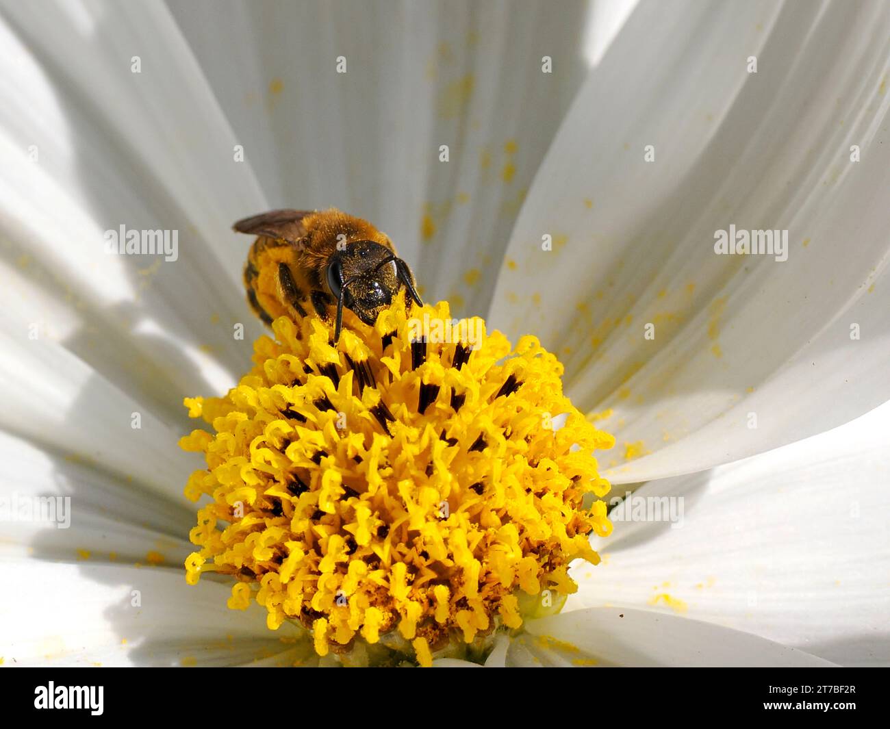 Macro hymenoptera di genere ape vista frontale sul cuore del fiore del cosmo bianco Foto Stock