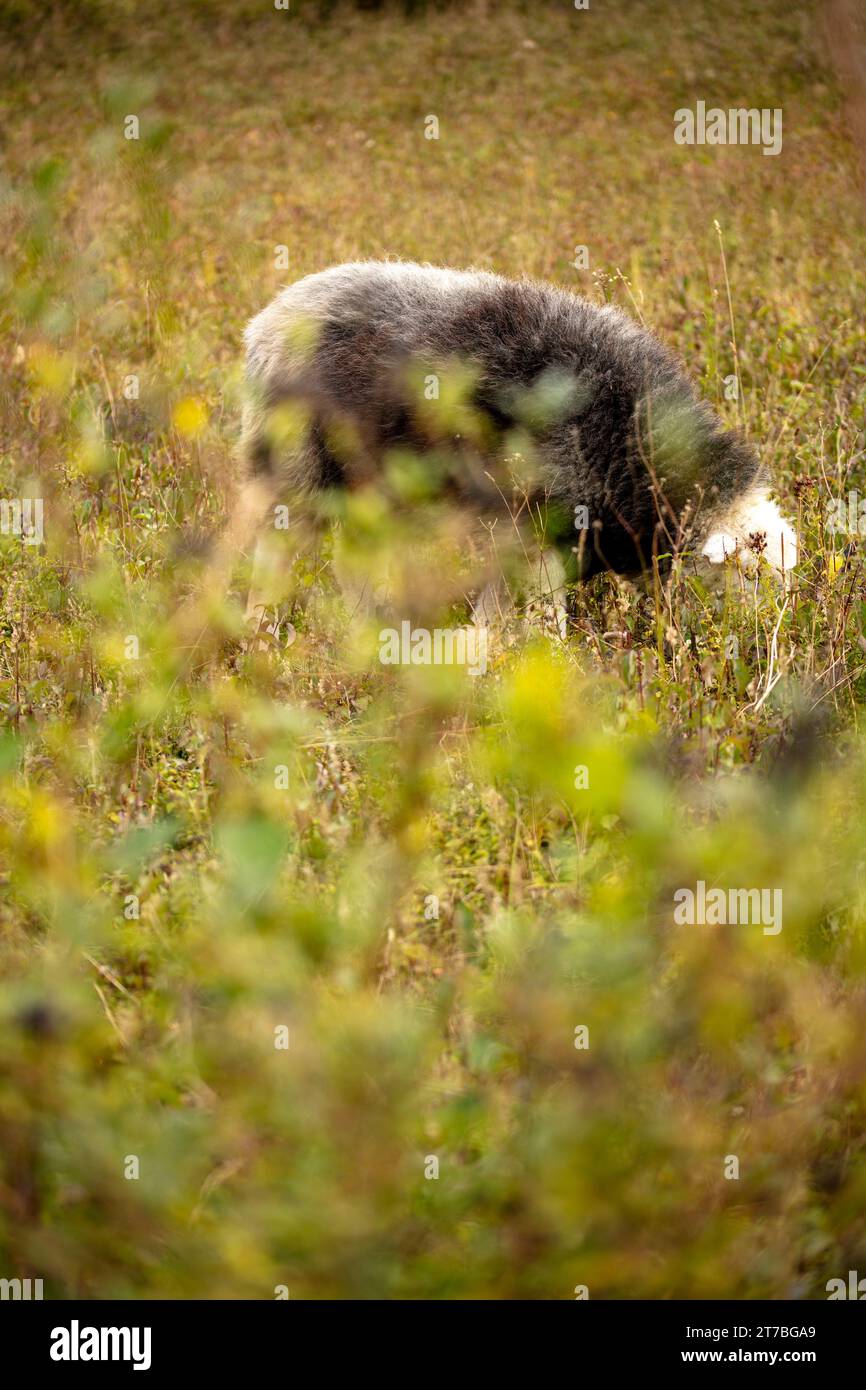 Pascolo di pecore Herdwick su prati lussureggianti sulle North Downs Foto Stock