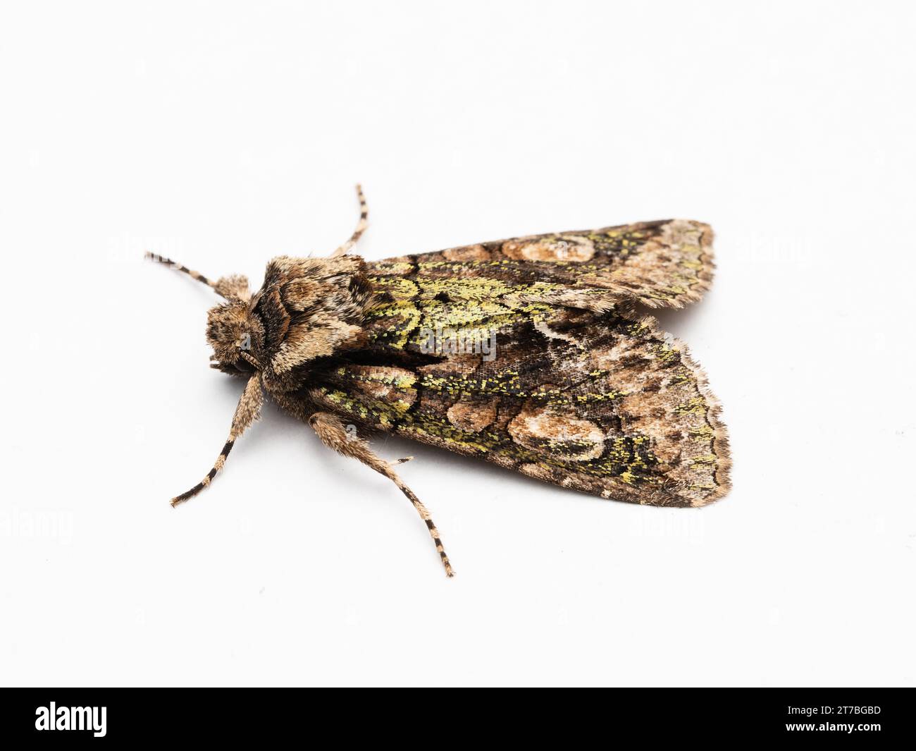 Allophyes oxyacanthae, la falena della mezzaluna verde, che poggia su uno sfondo bianco. Foto Stock