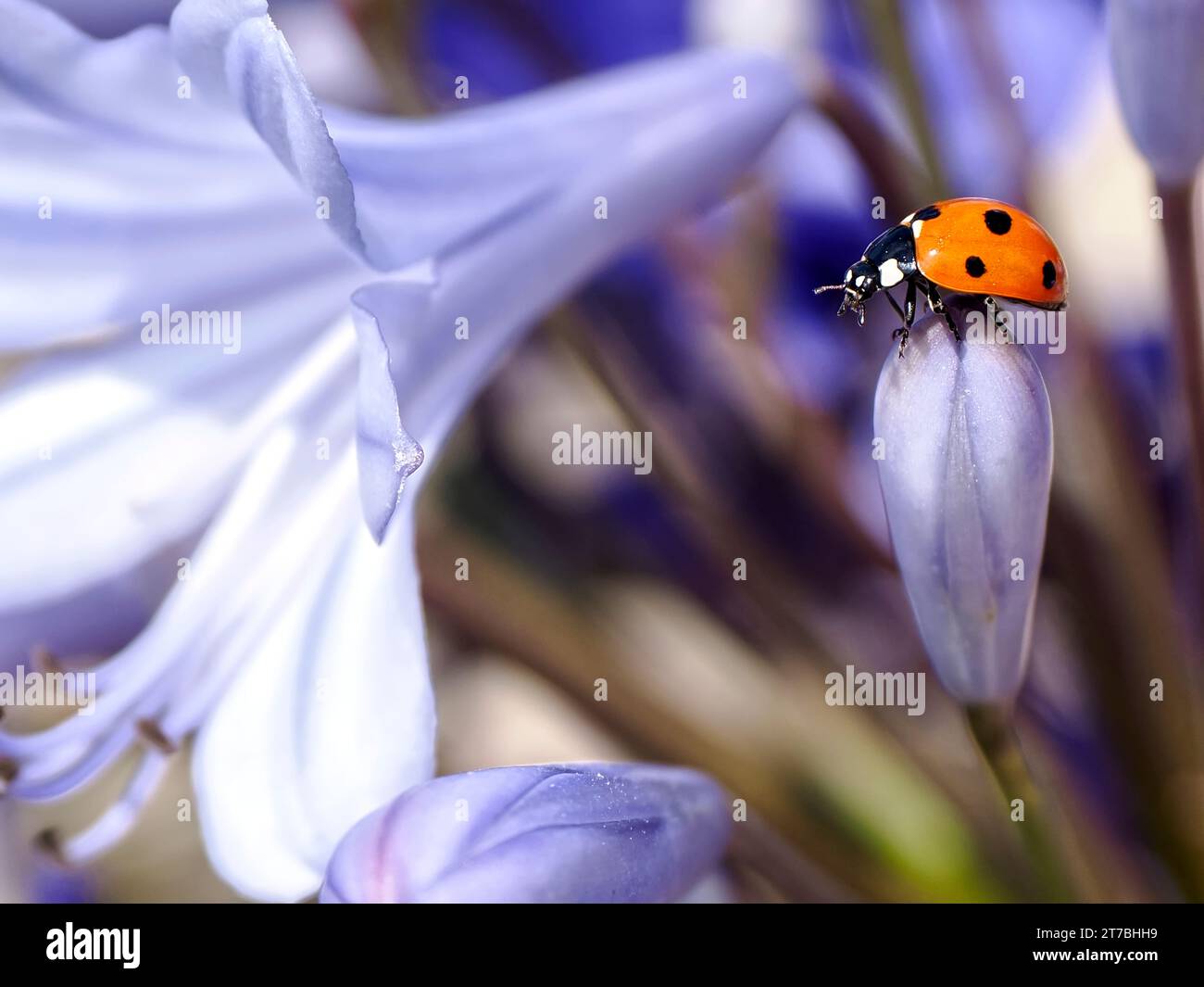 Primo piano di sette macchie di coccinella septempunctata su agapanto blu Foto Stock