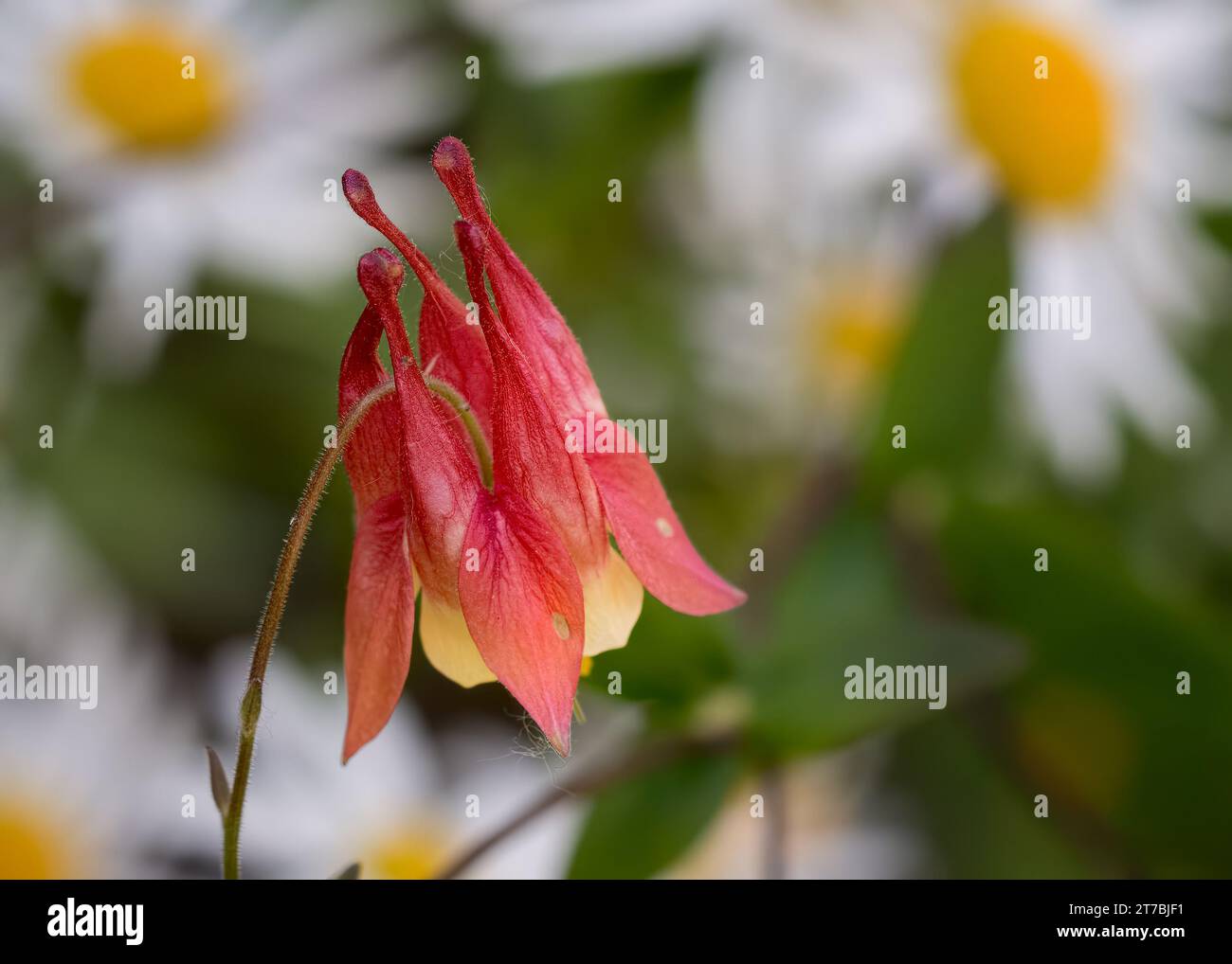 Primo piano della colombina rossa selvatica (Aquilegia canadensis) fioritura rossa di fiori selvatici che cresce nella Chippewa National Forest, Minnesota settentrionale, USA Foto Stock