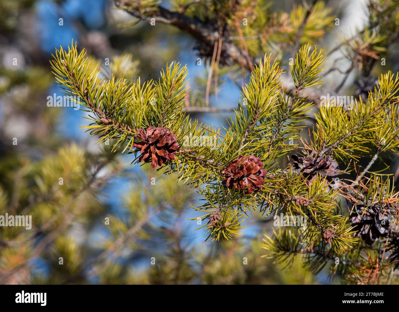 Primo piano del ramo di Jack Pine (Pinus banksiana) e dei coni che crescono nella Chippewa National Forest, Minnesota settentrionale USA Foto Stock