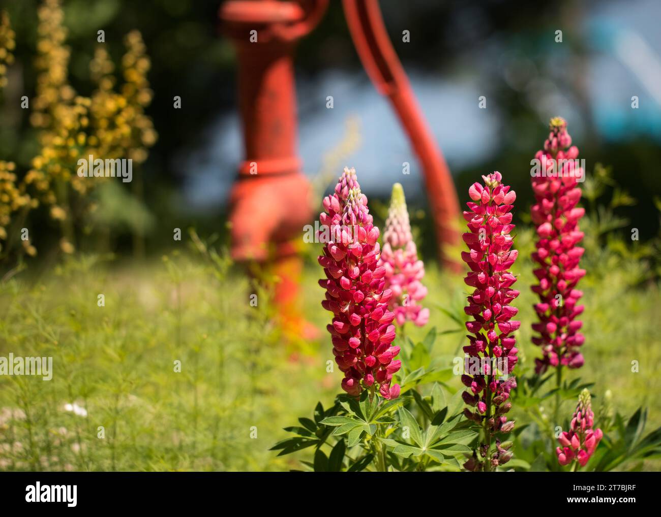 Primo piano di Lupine rossa/rosa (LUPINUS POLYPHYLLUS) che cresce in giardino con una vecchia pompa d'acqua rossa e fiori gialli su sfondo bokeh Foto Stock