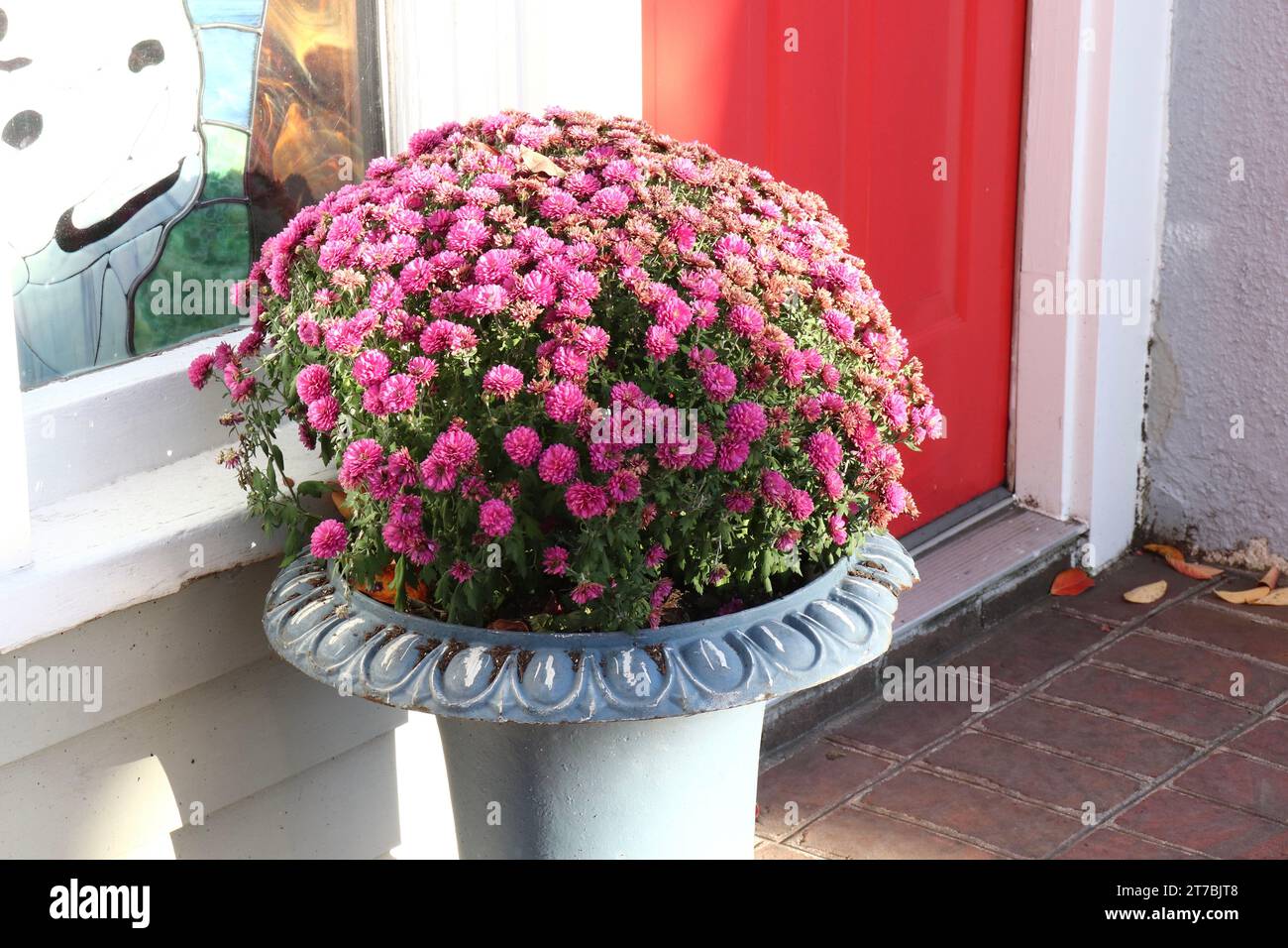 Bellissimi crisantemi rosa a Pot at Doorway Foto Stock
