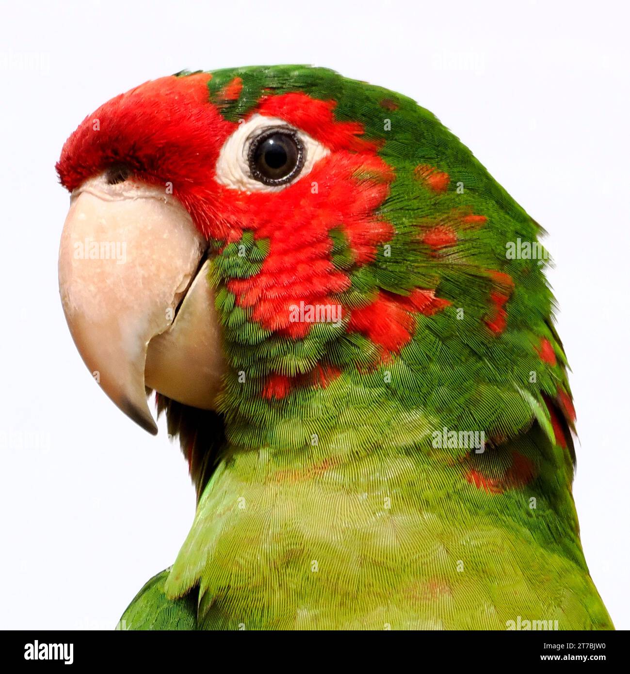 Ritratto di un parakeet o di una conura ad angolo (Psittacara mitratus) visto dal profilo e isolato su sfondo bianco Foto Stock