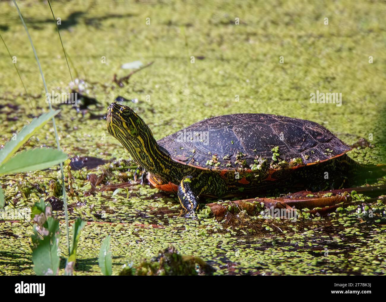 Primo piano di una tartaruga dipinta (Chrysemys picta) crogiolarsi al sole in uno stagno infestato da alghe nella Chippewa National Forest, Minnesota settentrionale USA Foto Stock