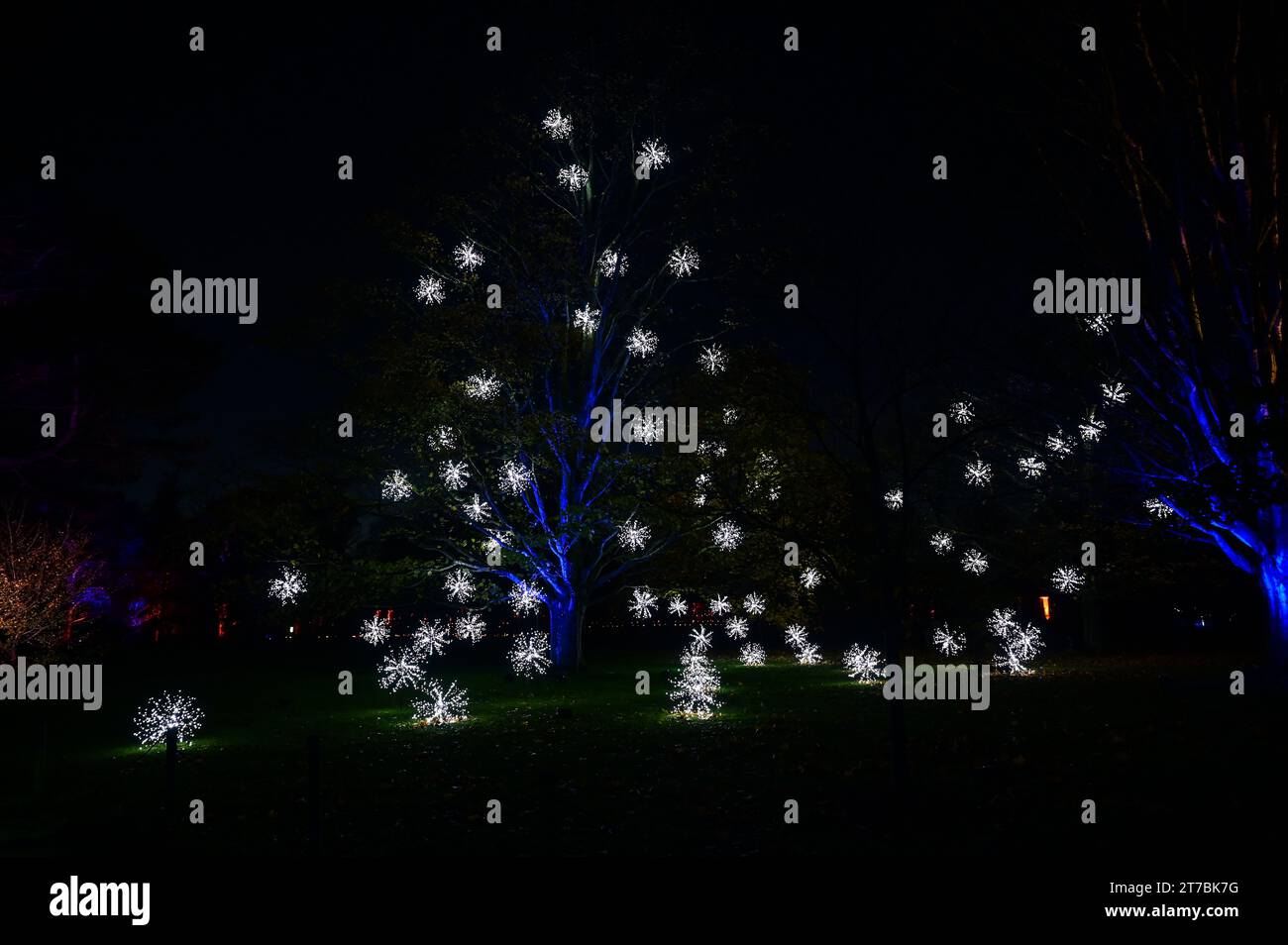 Kew Garden, Londra, Regno Unito. 14 novembre 2023. Christmas at Kew restituisce il magnifico paesaggio dopo il buio, ritornando per il suo undicesimo anno con una serie di specialità stagionali e nuove affascinanti installazioni luminose. (Credit Image: Credit: Vedi li/Picture Capital/Alamy Live News Foto Stock