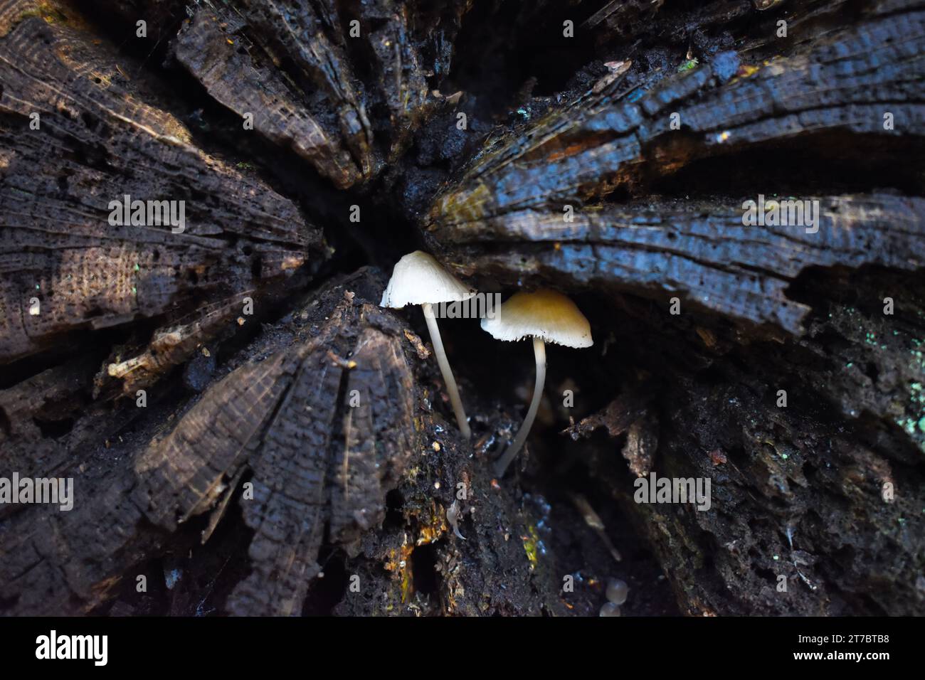 Due funghi che crescono all'interno di un ramo d'albero in decomposizione. Foto Stock