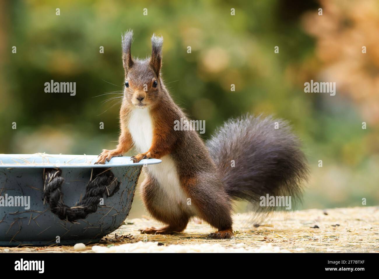 uno scoiattolo si trova in posizione eretta in una ciotola e guarda nella telecamera Foto Stock