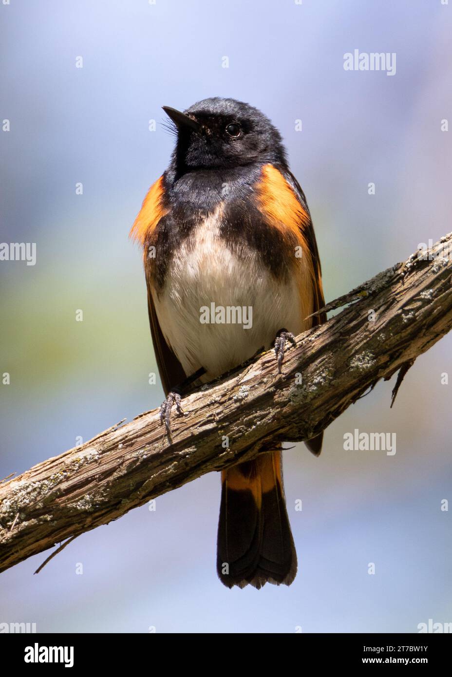 Primo piano dell'uccello americano Redstart maschio sul ramo diagonale della vite Foto Stock