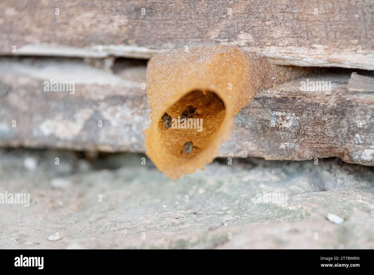 Primo piano dell'ingresso di un nido di ape melipona sul tronco di un albero. Questo insetto produce miele di alta qualità, polline e propoli per medicina Foto Stock