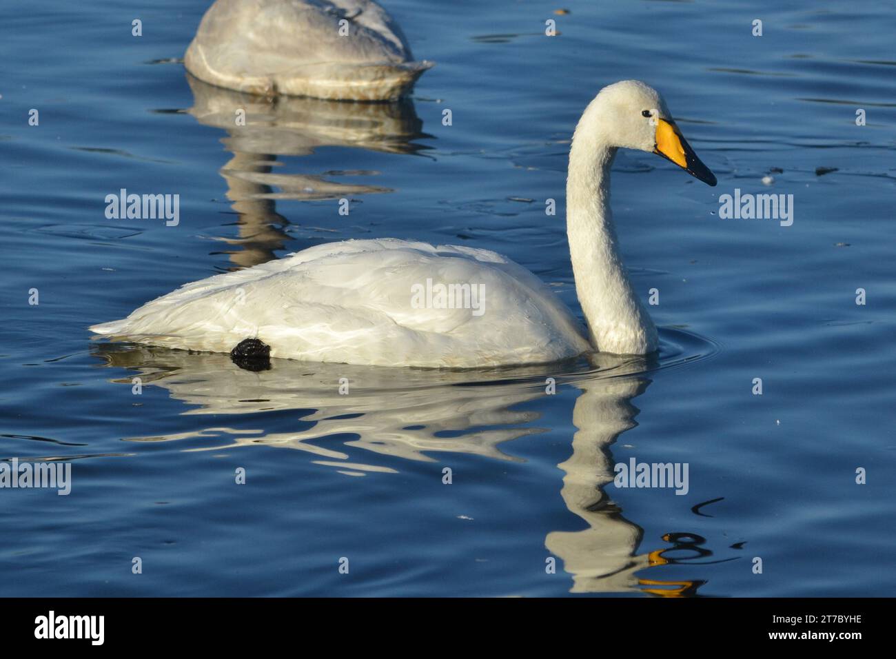 Adulto Whooper Swan (cygnus cygnus) preso al WWT di Caerlaverock, in Scozia, dall'Osservatorio Peter Scott. Foto Stock