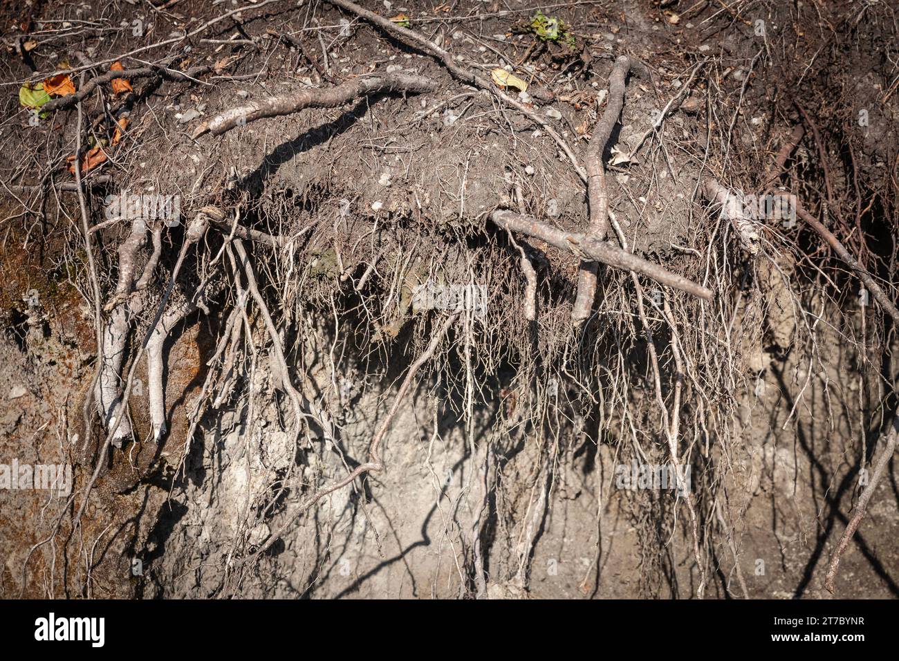 Immagine di un albero di una foresta tra le montagne ungheresi, sradicata, con particolare attenzione alle sue radici. Foto Stock