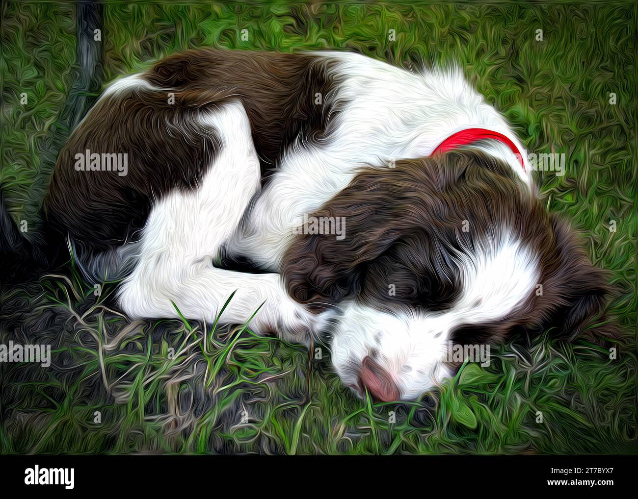 La pittura digitale ad olio di un giovane cane Springer Spaniel si è arricciato e dormito sull'erba verde Foto Stock