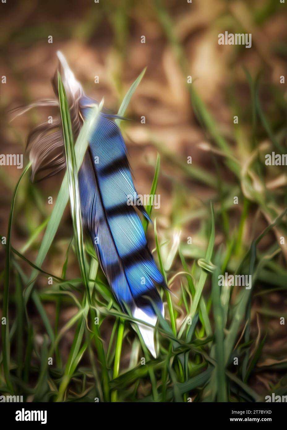 Digital Oil Painting of a Blue Jay (Cyanocitta cristata) singola piuma blu posta nell'erba verde Foto Stock