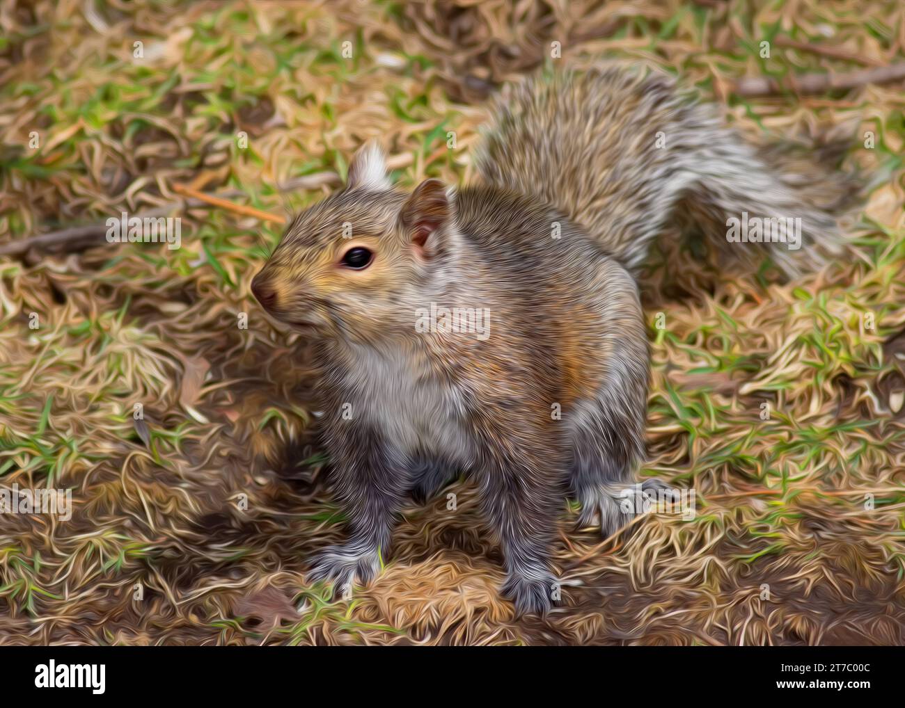 Digital Oil Painting of Eastern Gray Squirrel (Sciurus carolinensis) in posa per terra nella Chippewa National Forest, Minnesota settentrionale USA Foto Stock