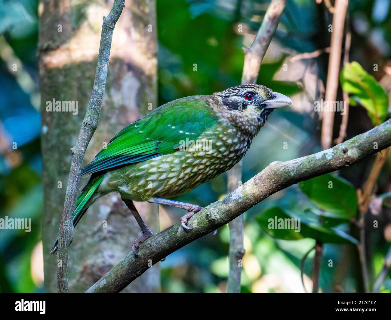 Un uccello gatto maculato (Ailuroedus maculosus) arroccato su un ramo. Queensland, Australia. Foto Stock