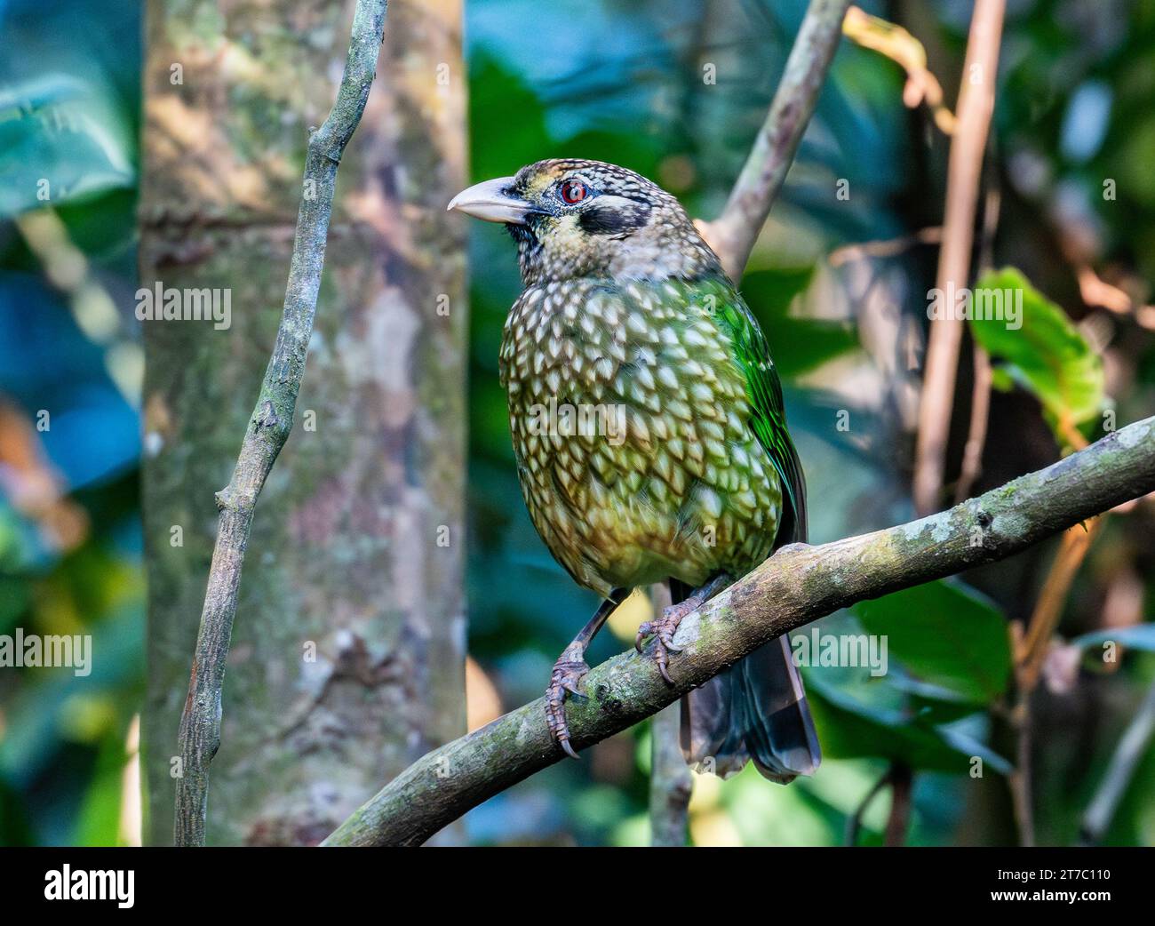 Un uccello gatto maculato (Ailuroedus maculosus) arroccato su un ramo. Queensland, Australia. Foto Stock