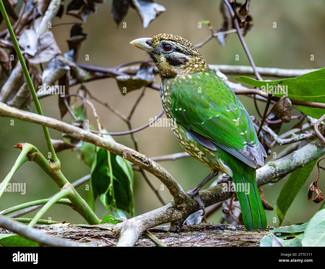 Un uccello gatto maculato (Ailuroedus maculosus) arroccato su un ramo. Queensland, Australia. Foto Stock
