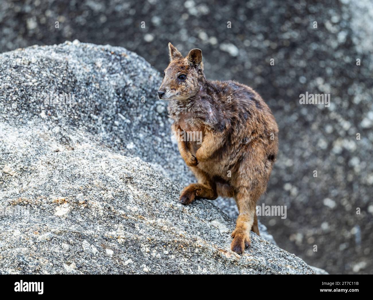 Un wallaby di roccia di Mareeba (Petrogale mareeba) in piedi su un affioramento roccioso. Queensland, Australia. Foto Stock