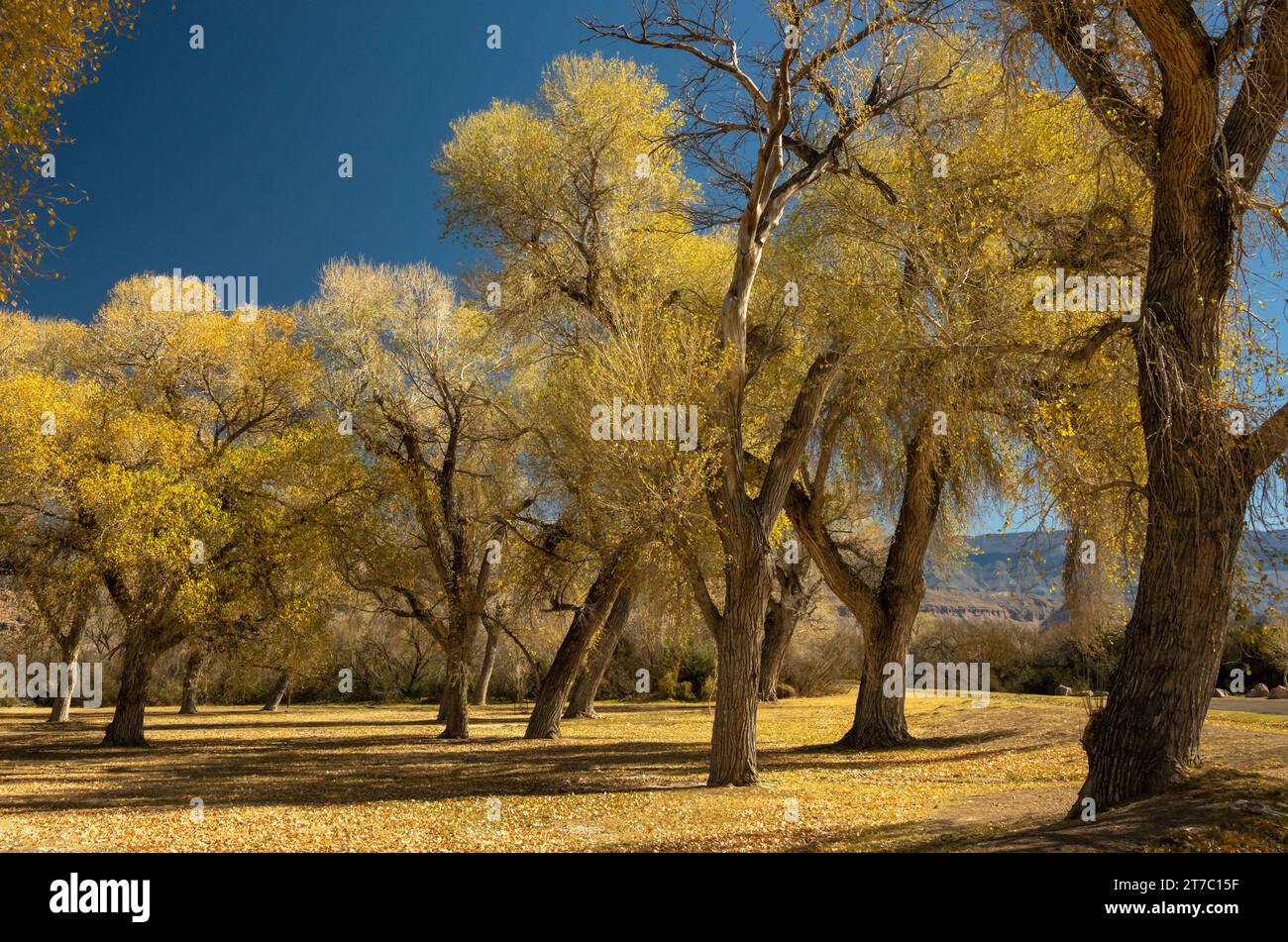 Bosco giallo di alberi di Cottonwood nel villaggio di Rio grande del Parco Nazionale di Big Bend Foto Stock