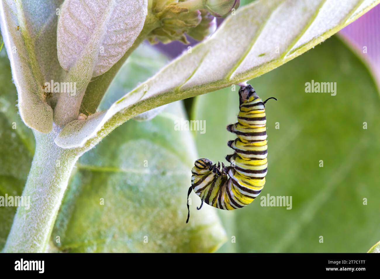 Monarch caterpillar si posiziona per trasformarsi in una farfalla. Foto Stock